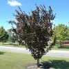 Thunderchild Flowering Crabapple #5 - Image 3